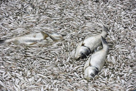 Đề xuất lấy nước sông Hồng 'giải cứu' cho hồ Tây