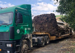 CSGT chặn xe đầu kéo chở cây đa khổng lồ cao 23m từ Đắk Lắk ra chùa ở Ninh Bình