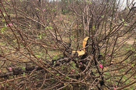 Dân Bắc Ninh uất nghẹn nhìn hàng trăm gốc đào Tết bị kẻ xấu phá hoại trong đêm