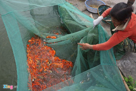 Ảnh: Làng cá chép xứ Thanh tất bật thu hoạch trước ngày ông Táo về trời