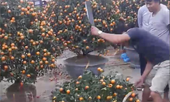 Bị ép giá quá đáng, tiểu thương tự tay chặt phá quất Tết