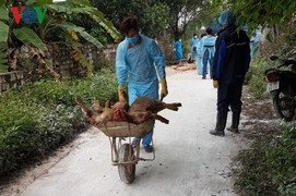 Hải Phòng phát hiện ổ dịch tả lợn châu Phi đầu tiên