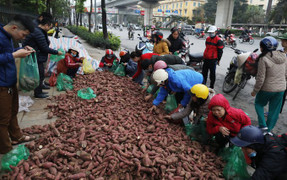 Dân Thủ đô 'giải cứu' hàng trăm tấn khoai lang cho bà con Gia Lai