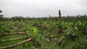 Nông dân Phú Thọ mất trắng hàng chục tỷ đồng chỉ sau 15 phút