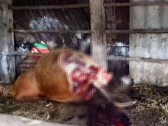 Truy tìm kẻ táng tận lương tâm đột nhập nhà dân xẻo trộm 2 đùi bò đang mang thai