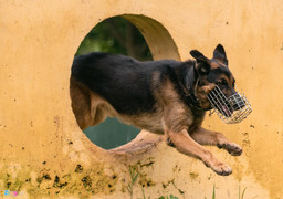 Cảnh khuyển dũng mãnh tấn công 'tội phạm' cố thủ trong nhà cao tầng