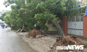 Bão số 2 làm 5 người thương vong, cây xanh đổ la liệt