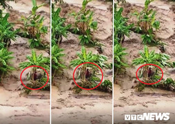 Video: Hãi hùng chồng bị nước cuốn trôi, vợ mắc kẹt giữa dòng lũ dữ ở Thanh Hóa