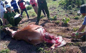 Rủ nhau làm thịt con bò đi lạc, 4 trai làng bị khởi tố