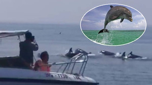 Du khách phấn khích kể khoảnh khắc chứng kiến đàn cá heo trăm con ở biển Cửa Đại