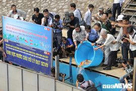 Gần 1 tháng sau khi thả, đàn cá Koi Nhật Bản trên sông Tô Lịch sống ra sao?