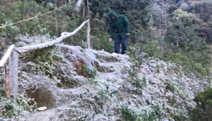 Huyện miền núi Nghệ An rét 0 độ C, băng giá phủ trắng cành cây, ngọn cỏ