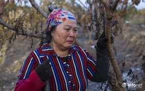 Nông dân Hưng Yên khóc ròng nhìn vườn cây ăn quả bị kẻ gian đốt trụi