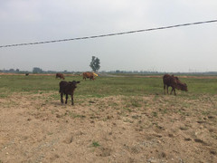 Vì sao khó thu hồi dự án bỏ hoang nhiều năm?