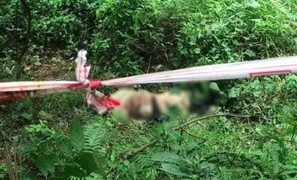 Người đàn ông chết với nhiều vết thương trong lô cao su ở Đồng Nai