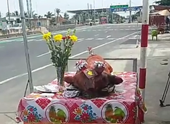 BOT Cai Lậy xả trạm, tài xế vẫn mang heo đến cúng