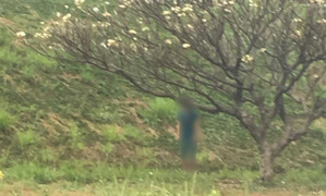 Người đàn ông chết trong tư thế treo cổ trên cây ở Đồng Nai