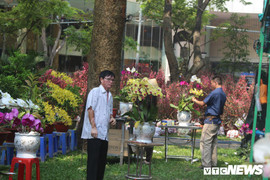 Ảnh: Sài Gòn rực rỡ sắc hoa, cây cảnh ngày cận Tết