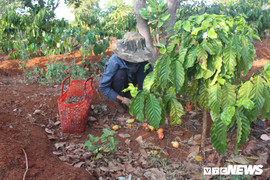 Điều chín rộ đúng dịp Tết nguyên đán 2018, người dân hào hứng vì được mùa