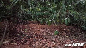 Gia Lai có cơn mưa 'vàng' đầu mùa, người dân mừng rỡ vì lộc trời cho