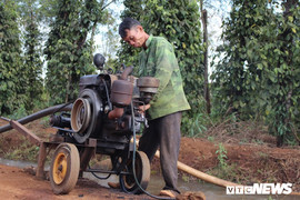 Người trồng cà phê trốn Tết, tranh nhau 'cướp nước trời' ở Gia Lai