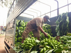 Thương lái Trung Quốc 'giở trò', nông dân Đồng Nai 'trượt vỏ chuối'