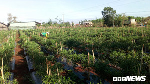 Malaysia tạm dừng cấp phép nhập khẩu ớt Việt Nam