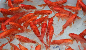 Vì sao lại chọn cá chép để cúng ông Công ông Táo?