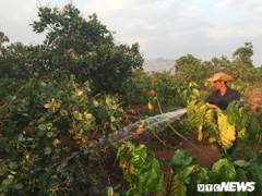 Nắng hạn kéo dài, nông dân Gia Lai làm việc xuyên Tết trên vườn cà phê