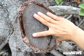 Thanh tra lại sai phạm trong dự án cắt tỉa rừng phòng hộ ở Đồng Nai