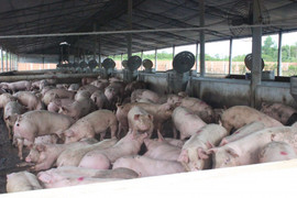 Đồng Nai phát hiện ổ dịch, TP.HCM khẩn cấp hành động với dịch tả lợn châu Phi