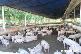 Phó chủ tịch TP.HCM: Địa phương nào xuất hiện ổ dịch tả lợn châu Phi, người đứng đầu phải chịu trách nhiệm