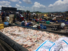 Hàng trăm tấn cá chết trên sông ở Đồng Nai: Vì đâu nguồn nước ô nhiễm bất thường?