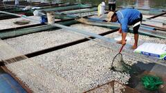 1.000 tấn cá chết bất thường không rõ nguyên nhân, người dân Đồng Nai thiệt hại nặng nề thế nào?