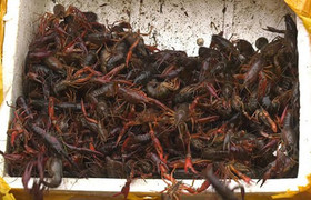 Rộ tin tôm hùm đất tấn công TP.HCM, cục quản lý thị trường chỉ đạo khẩn