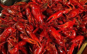 5 tháng đầu năm, gần 30 tấn tôm hùm đất nhập khẩu vào TP.HCM