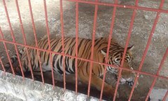 Khu du lịch để hổ cắn nát 2 tay nhân viên bị đề nghị thu hồi giấy phép