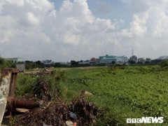 Nhóm người chôn heo chết giữa đêm: Chi cục trưởng Chi cục thú y TP.HCM nói gì?