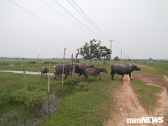 Dự án Sài Gòn Safari bị 'cắt' chức năng nhà ở, nghỉ dưỡng