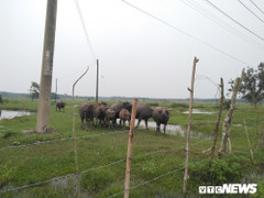 Dự án nghìn tỷ Sài Gòn Safari trở thành nơi chăn trâu