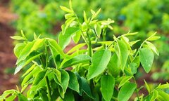 Tại sao không nên ăn nhiều rau ngót?