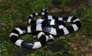 Bệnh viện ở Phú Thọ cứu nam thanh niên bị rắn cắn hôn mê suýt chết