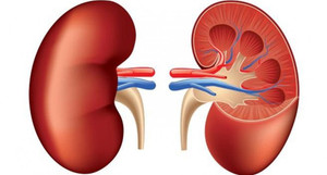 Thịt chế biến sẵn và đồ uống có ga có thể gây suy thận