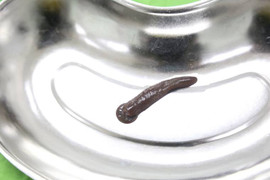 Đỉa trâu to bằng ngón tay cái ngoe nguẩy trong khí quản người đàn ông