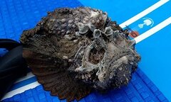 Người phụ nữ hoảng sợ khi bắt gặp Cá mặt quỷ