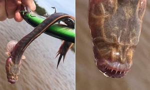 Ngư dân Australia câu được cá 'ngoài hành tinh'