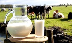 Bé trai 3 tuổi suýt thiệt mạng do dị ứng sữa bò