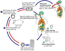 Chu trình phát triển của sán thế nào?