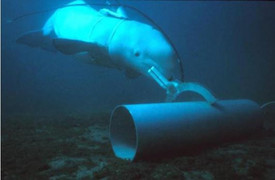 Đâu là lý do Hải quân Mỹ huấn luyện cá heo, hải cẩu làm ‘quân nhân biển’