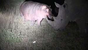 'Trêu ngươi' tê giác không thành, hà mã bỏ chạy thục mạng